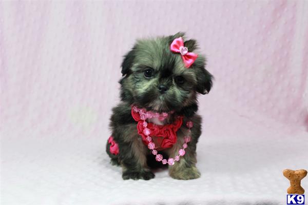 lvpuppyheaven Picture 3